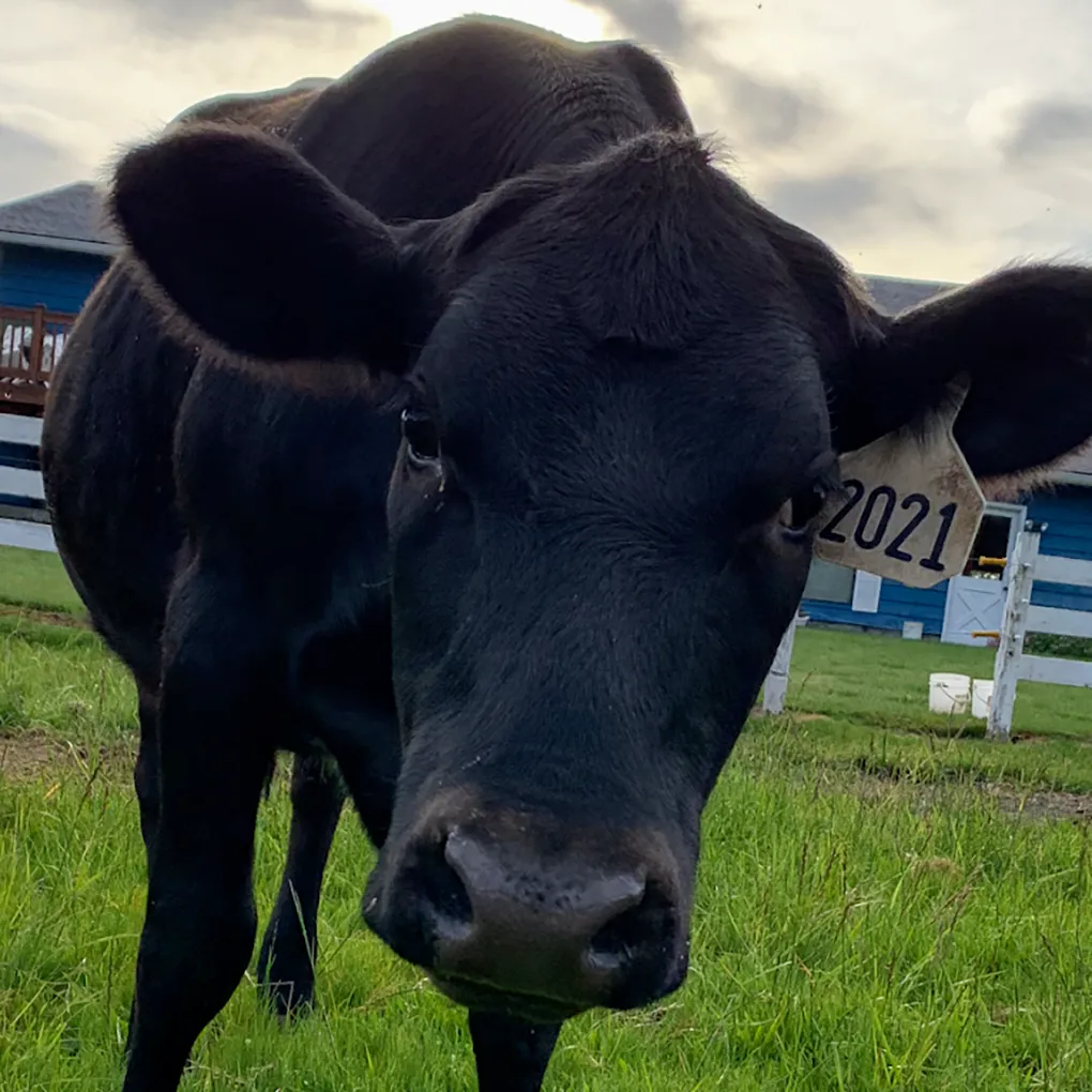 Ten Mile Meats tagged cow