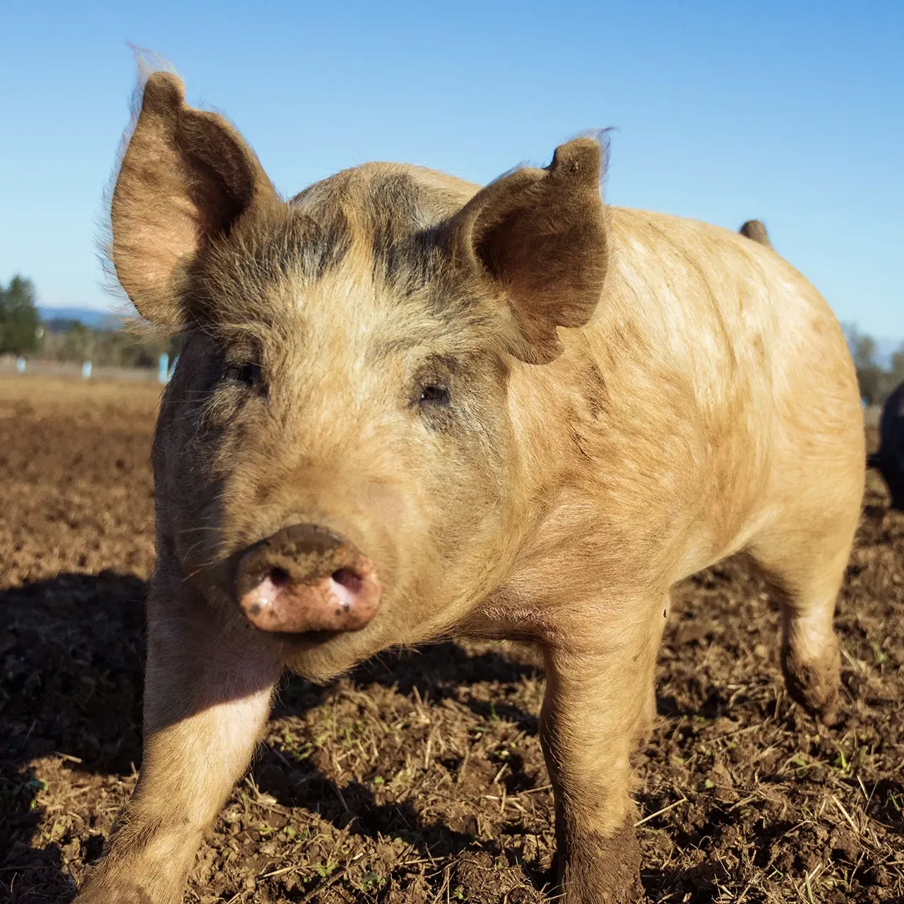 Tan pig in a field